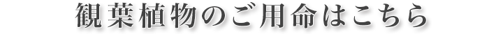 観葉植物のご用命はこちら